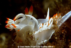 Flabellina babai, shot 15m deep using a Canon EOS 350D in... by Joao Pedro Tojal Loia Soares Silva 